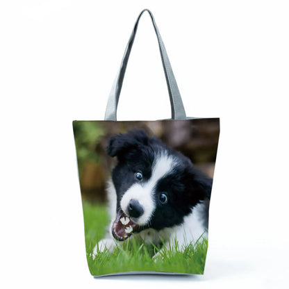 Borsa Cani Maggio 2026