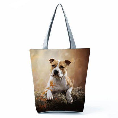 Borsa Cani Maggio 2026